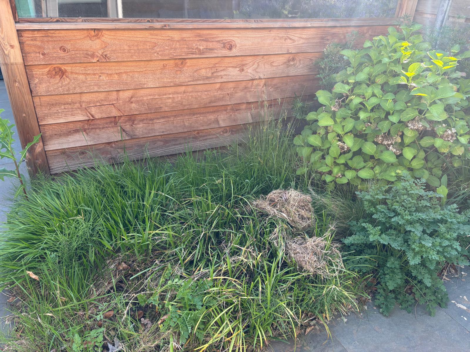 Tuinpad met natuursteen en groenblijvende beplanting