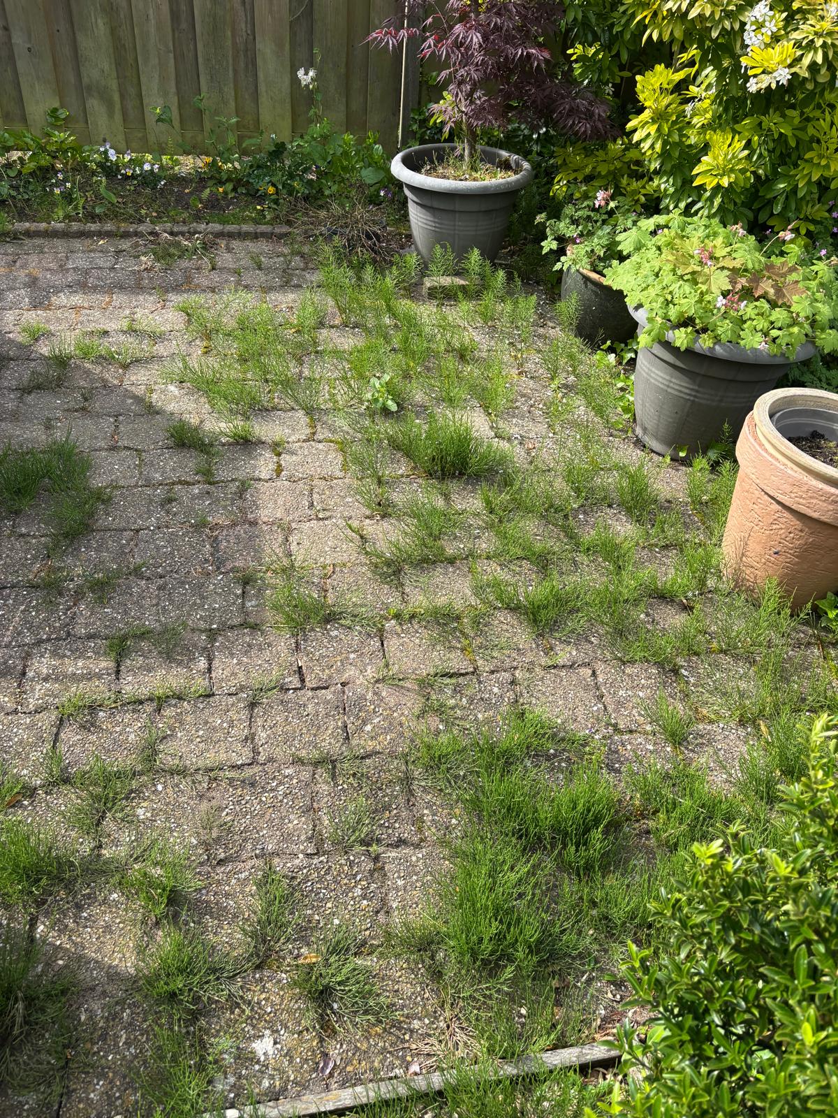 Bestrating begroeid met onkruid — voor reiniging