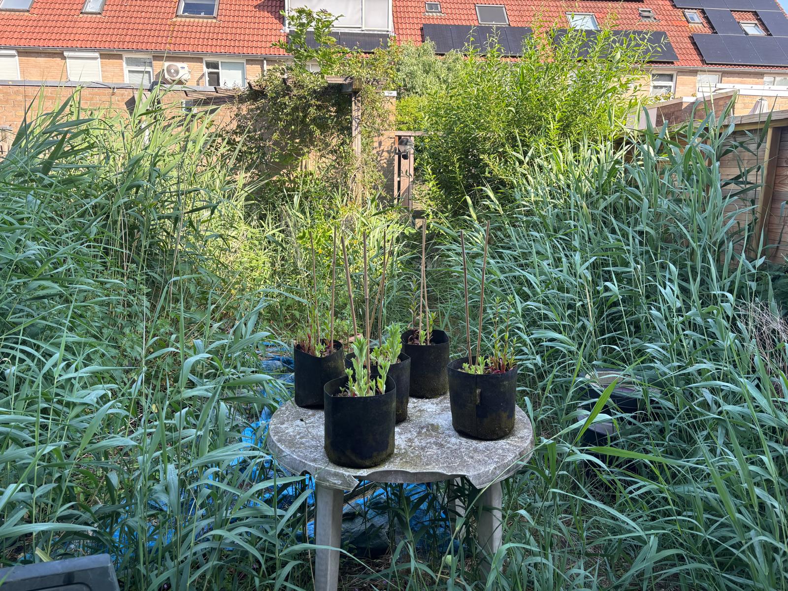 Onderhouden voortuin met sierbestrating